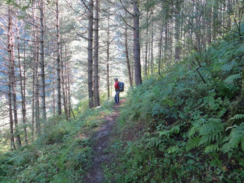 [Photograph: Pine forest above Lata]
