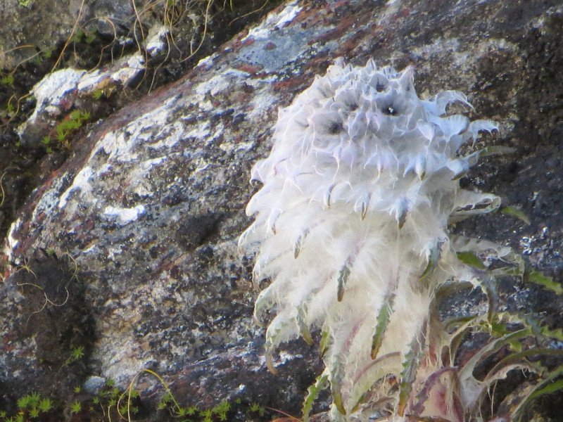 [Photograph: Kasturi Kamal]