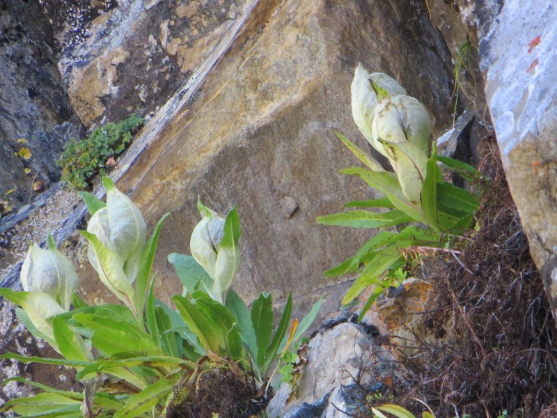 [Photograph: Brahma Kamal]