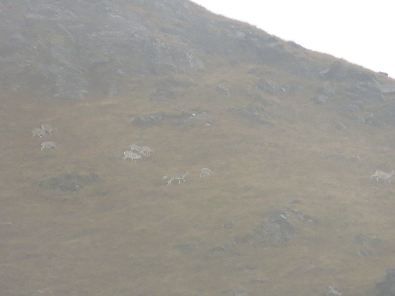 [Photograph: Bharal]