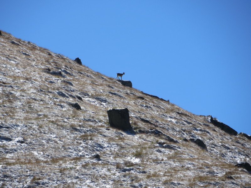 [Photograph: Bharal]