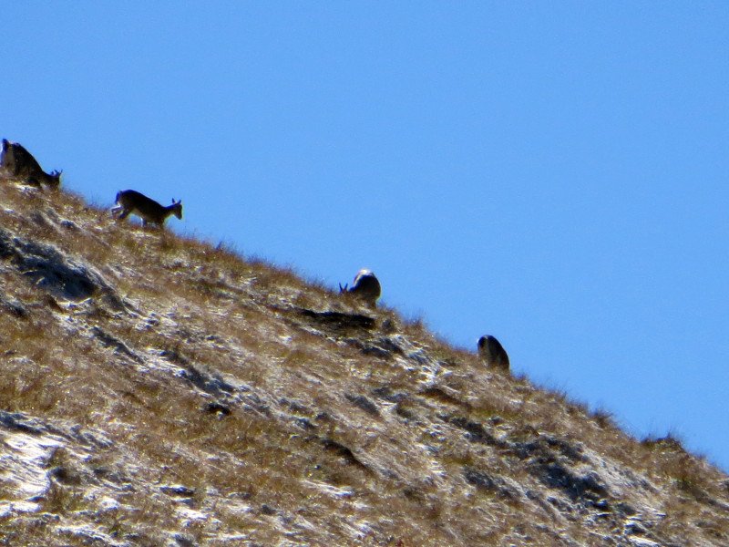 [Photograph: Bharal]