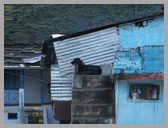 [Thumbnail: Kalu of the mountains]