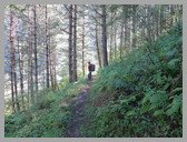 [Thumbnail: Pine forest above Lata]