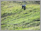 [Thumbnail: To Jhandidhar]