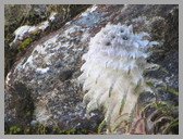 [Thumbnail: Kasturi Kamal]