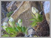 [Thumbnail: Brahma Kamal]