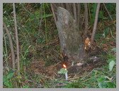 [Thumbnail: Shrine at Dibrugheta]