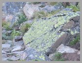 [Thumbnail: Lichen at Lata Kharak]