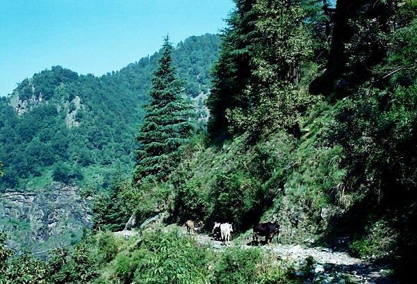 [Photograph: Bevra to Katcheru]