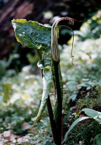 [Photograph: Cobra lily]