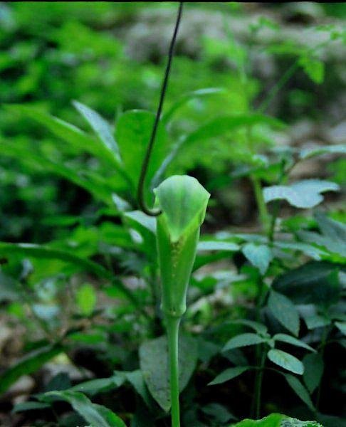 [Photograph: Cobra lily]