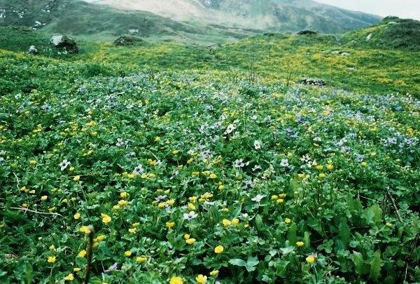 [Photograph: Darwa Pass]