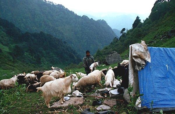 [Photograph: Darwa goatherd]
