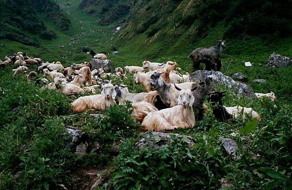 [Photograph: Darwa goats]