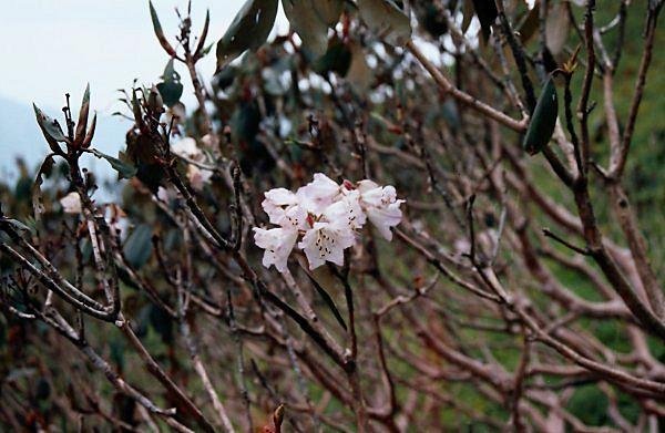 [Photograph: White rhododendrons]