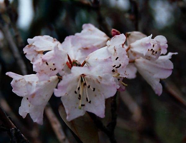 [Photograph: White Rhododendrons]