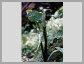 [Thumbnail: Cobra lily]