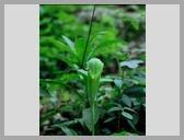 [Thumbnail: Cobra lily]