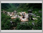 [Thumbnail: Darwa goats]