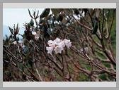 [Thumbnail: White rhododendrons]