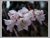 [Thumbnail: White Rhododendrons]