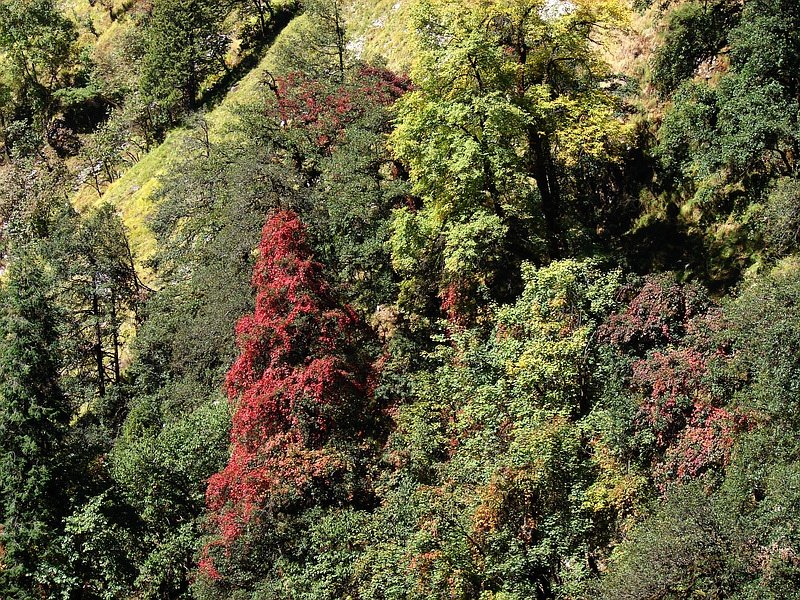 [Photograph: Colours at Domabiti]