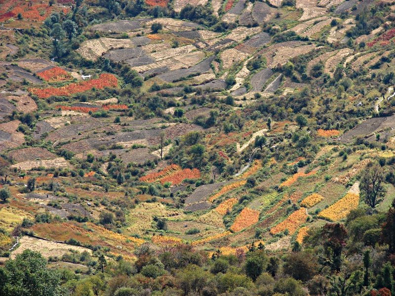 [Photograph: Fields of Panha]