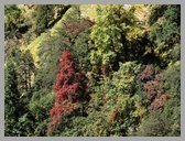 [Thumbnail: Colours at Domabiti]