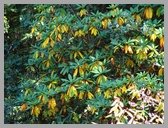 [Thumbnail: Autumn colours]