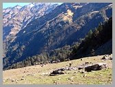 [Thumbnail: Mules at Sartoli]