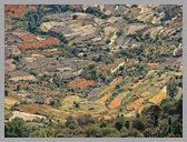 [Thumbnail: Fields of Panha]