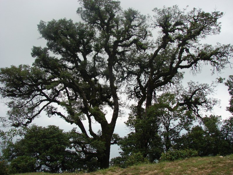[Photograph: Tree on Devriya trail]