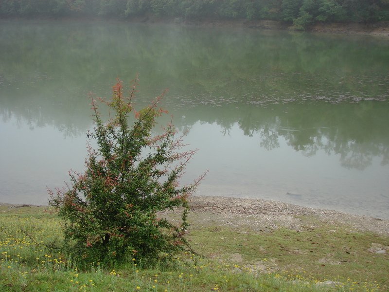 [Photograph: Flowers at Devriya Tal]