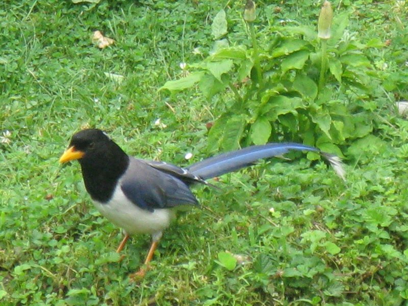 [Photograph: Gold-billed magpie]