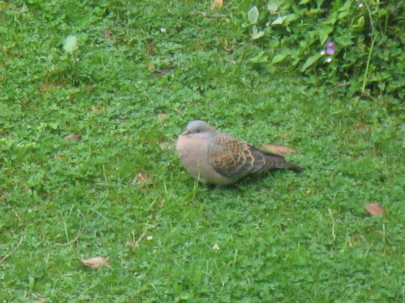 [Photograph: Oriental turtle dove]