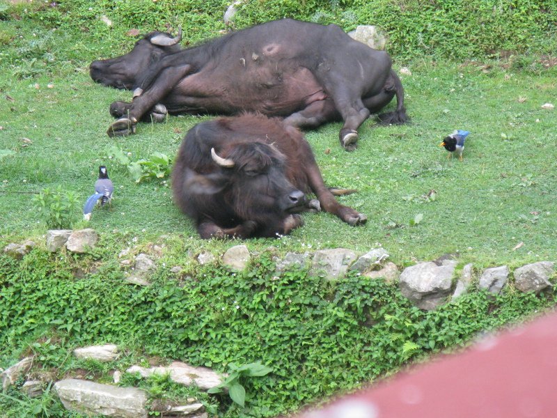[Photograph: Buffalos and magpies]