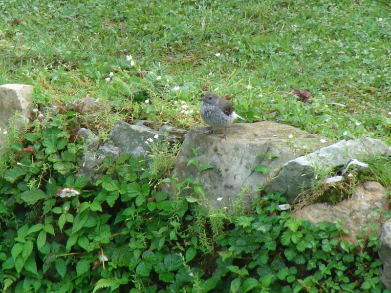 [Photograph: Bird at Dugalbitta]