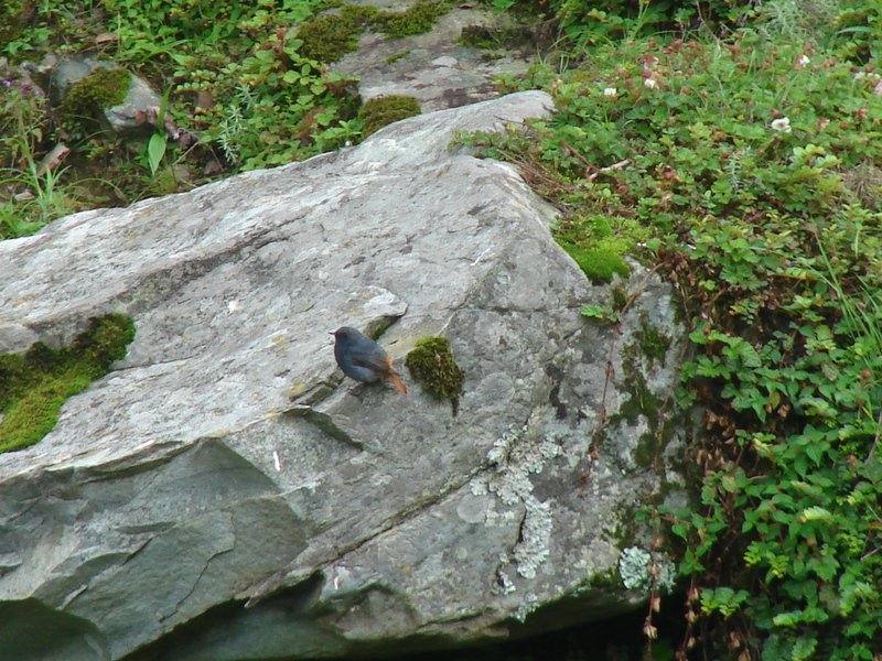 [Photograph: Plumbeous water-redstart]