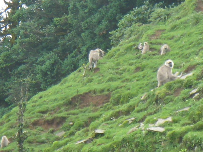 [Photograph: Gray langurs]