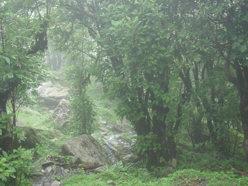[Photograph: On the way to Tungnath]