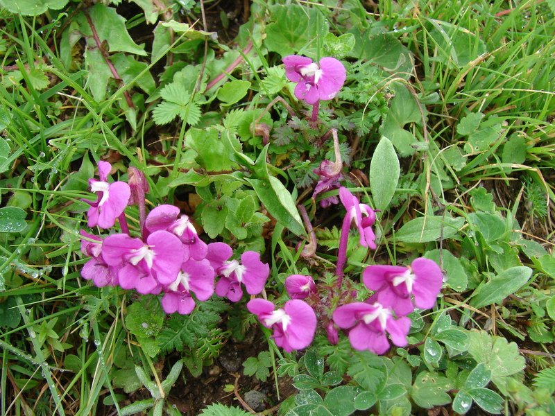 [Photograph: Tungnath to Chopta]