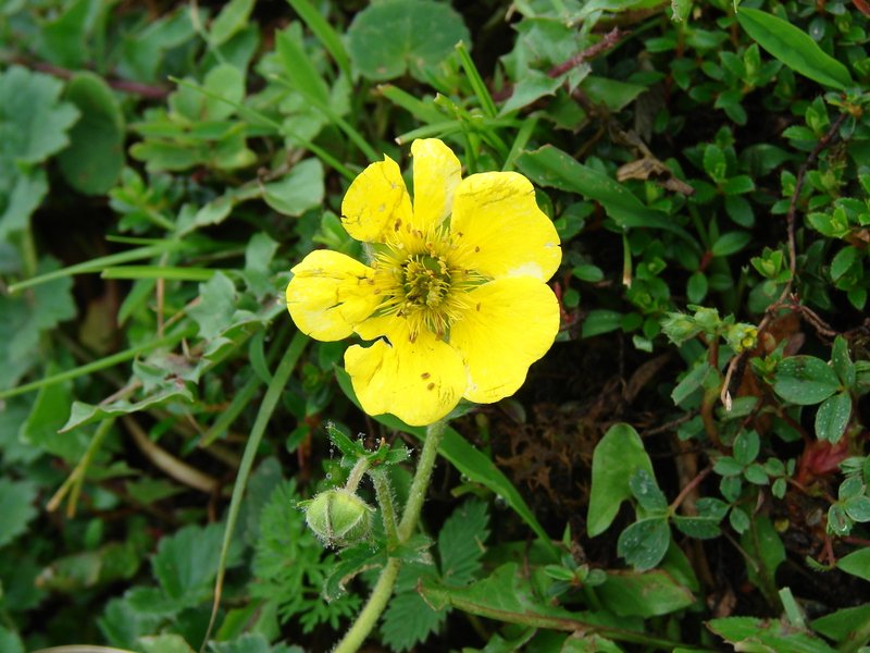 [Photograph: Potentilla]