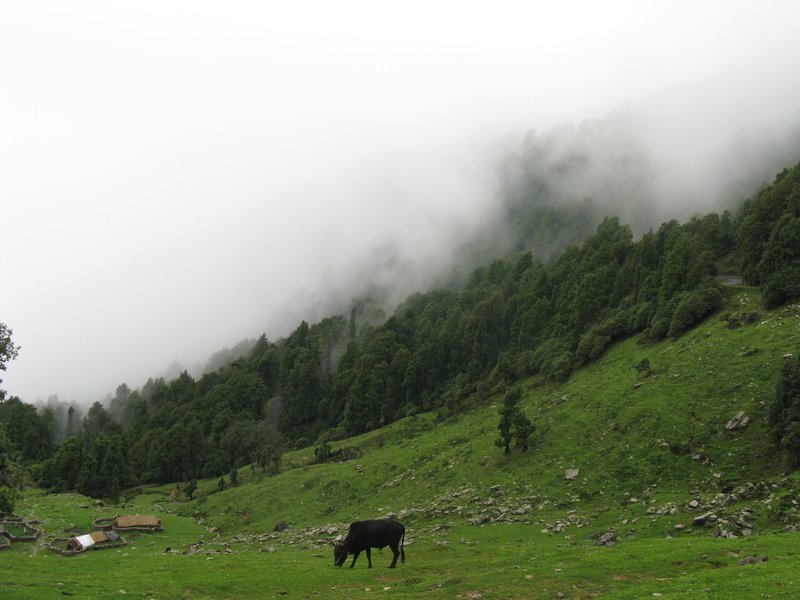 [Photograph: Chopta bugiyal]