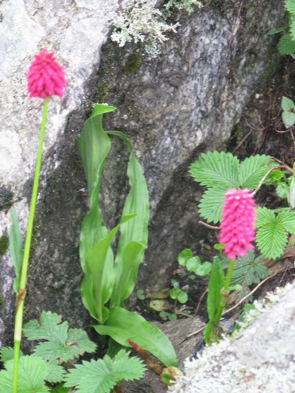 [Photograph: Bistorta flowers]