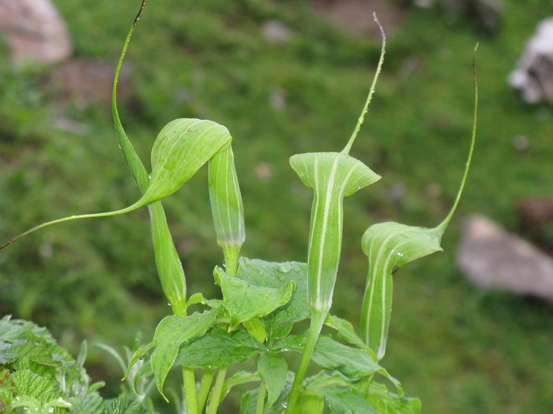 [Photograph: Cobra lilies at Chopta]