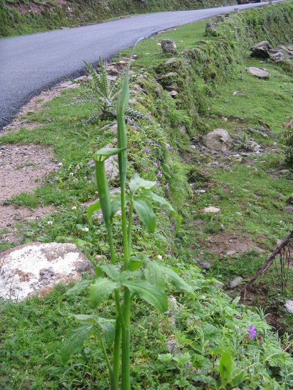 [Photograph: Cobra lilies at Chopta]