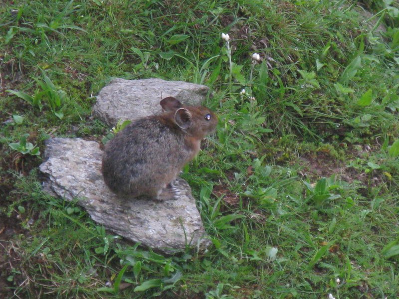 [Photograph: Himalayan mouse hare]