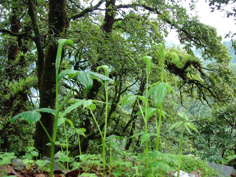 [Photograph: Cobra lilies at Chopta]