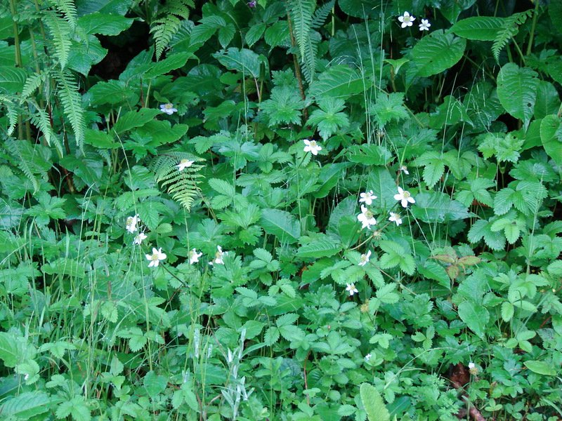 [Photograph: Flowers at Chopta]